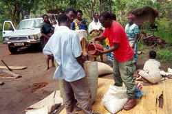Hammer Simwinga distributes seeds to villagers.