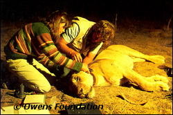 Delia and Mark continue their study of carnivores by radio collaring lions in North Luangwa.
