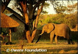 Lured by the Marula fruit, 'Survivor' was the first elephant to visit Delia and Mark's research camp in North Luangwa.